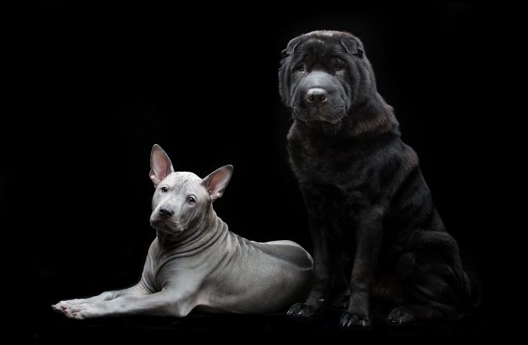 Tuğşah Bilge – Siyah ve Beyaz Köpekler.